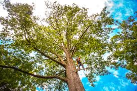 Best Tree Mulching  in San Juan Pistrano, CA