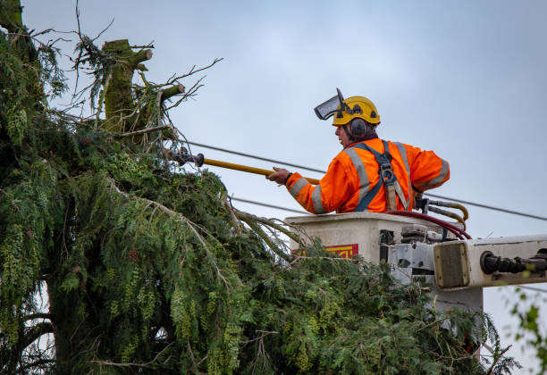 Best Tree Preservation Services  in San Juan Pistrano, CA