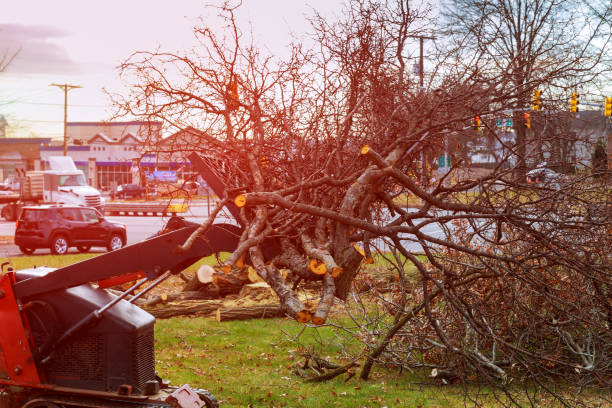 How Our Tree Care Process Works  in  San Juan Capistrano, CA