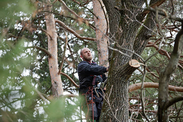 Best Hedge Trimming  in San Juan Pistrano, CA